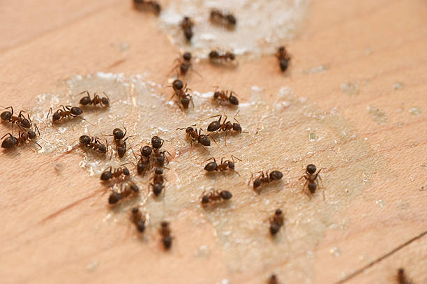 Best Termite Control Services  in Dano, CO