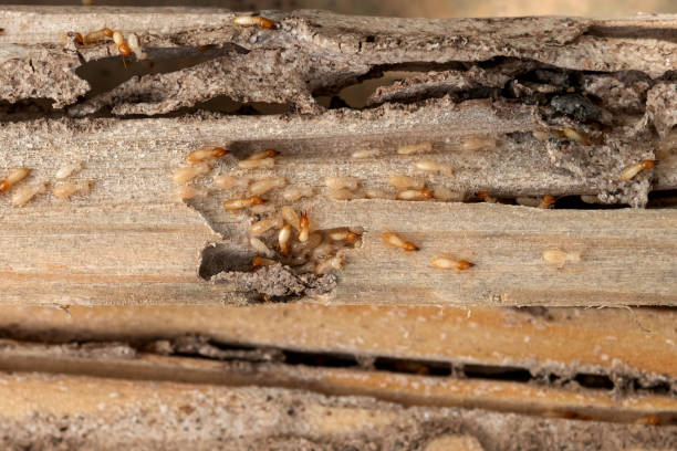 Best Commercial Pest Control Services  in Dano, CO